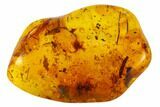 Fossil Fly (Diptera) And Gymnosperm Needle In Baltic Amber #109391-2